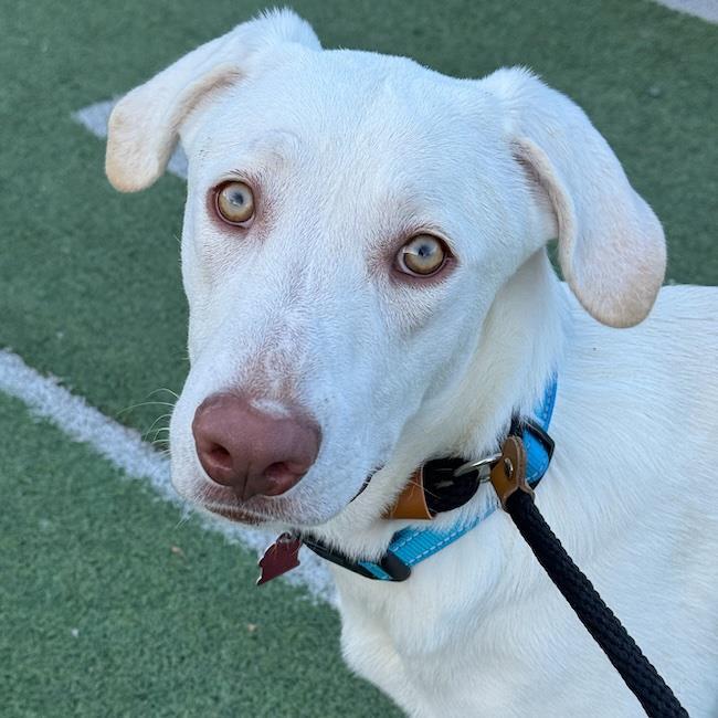 Enlarge Trevor, a Adoptable Labrador Retriever in San Diego, CA image 1/3