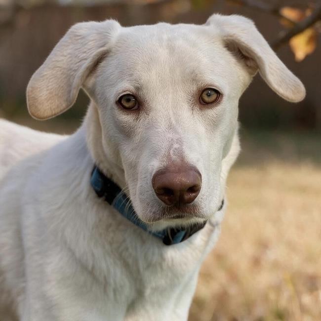 Enlarge Trevor, a Adoptable Labrador Retriever in San Diego, CA image 2/3