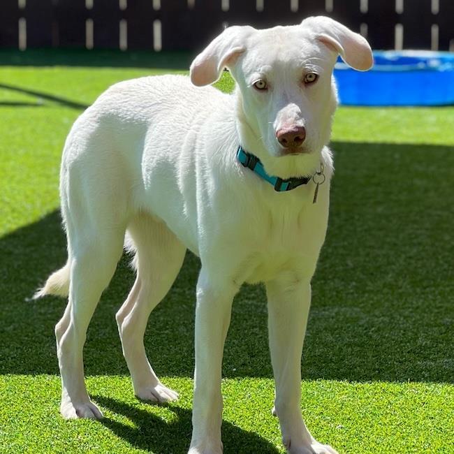 Enlarge Trevor, a Adoptable Labrador Retriever in San Diego, CA image 3/3