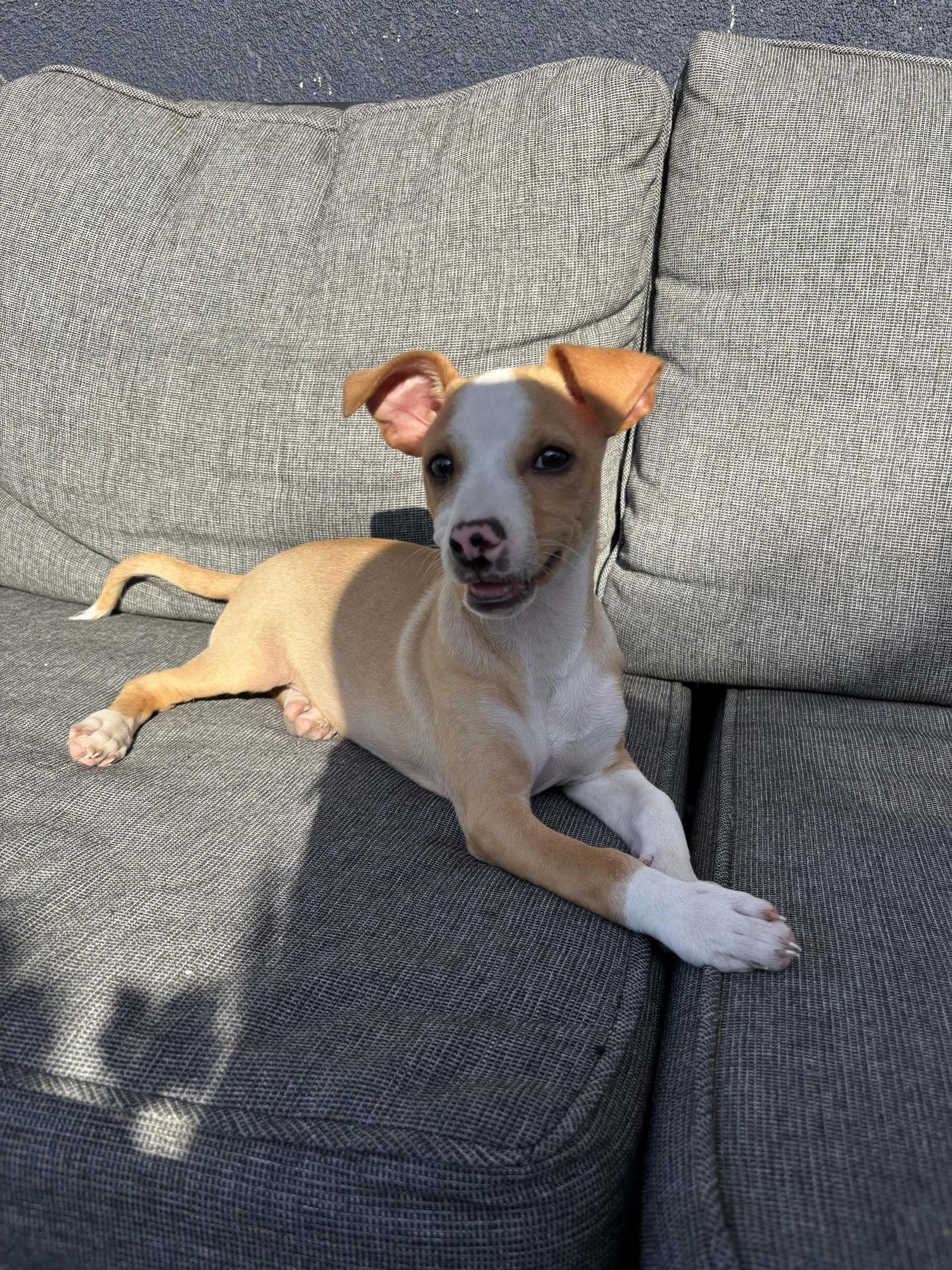 Phoenix, Adoptable, Puppy Male Chihuahua.