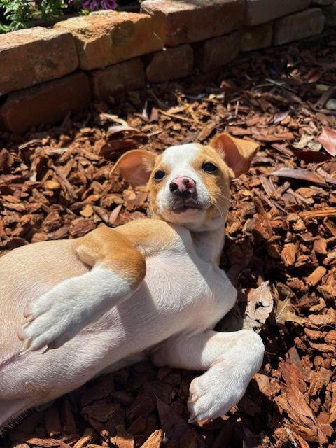 Enlarge Phoenix, a Adoptable Chihuahua in Visalia, CA image 2/3