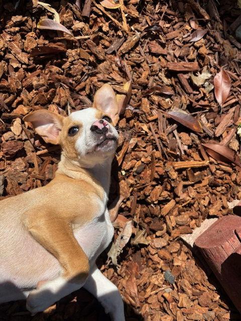 Enlarge Phoenix, a Adoptable Chihuahua in Visalia, CA image 3/3