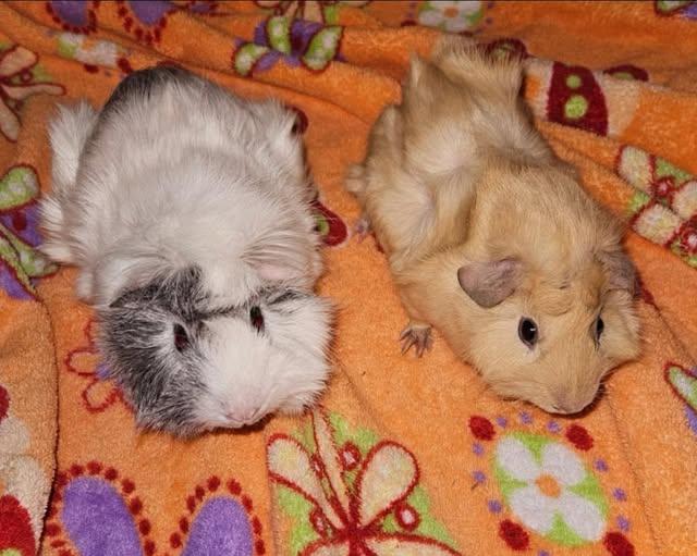 Enlarge Winter & Summer, a Adoptable Guinea Pig in Amherst, NY image 1/1
