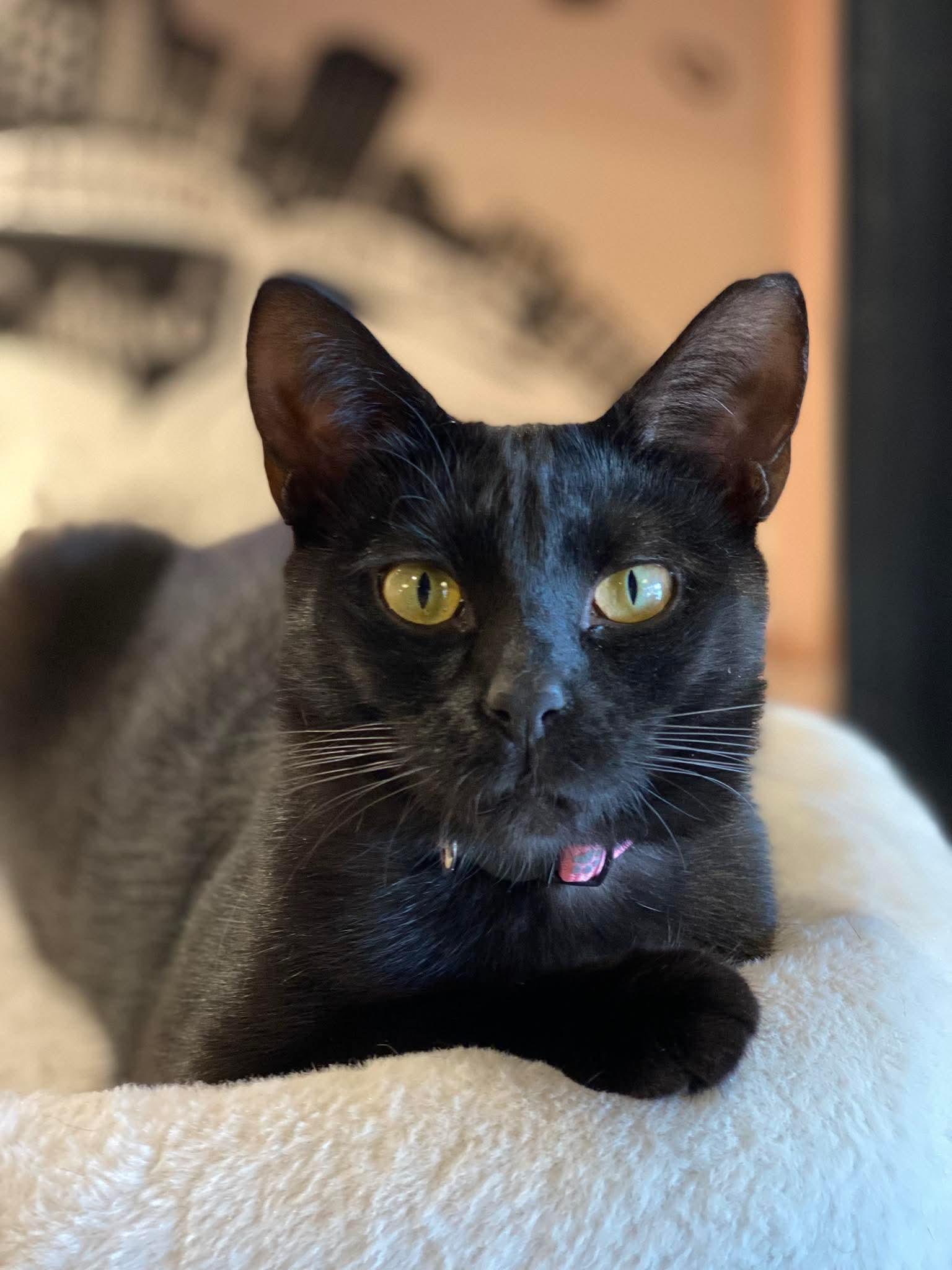 Brittney, Adult Female Domestic Short Hair
