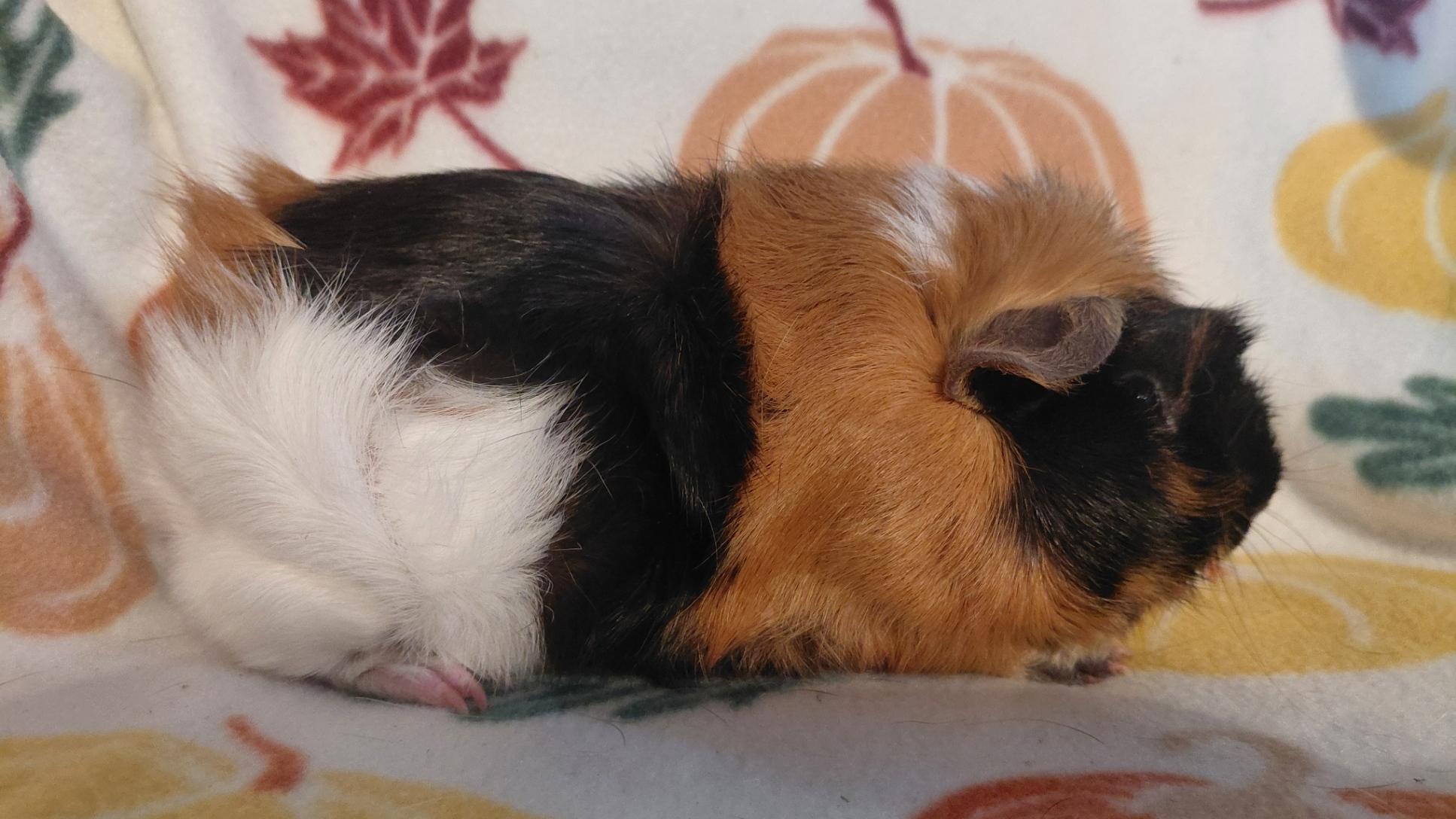 Enlarge Mark, a Adopted Guinea Pig in Cincinnati, OH image 2/3