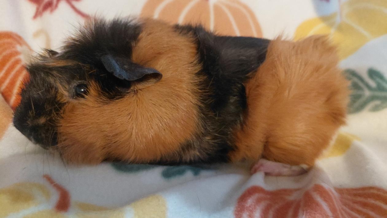 Enlarge Mark, a Adopted Guinea Pig in Cincinnati, OH image 3/3