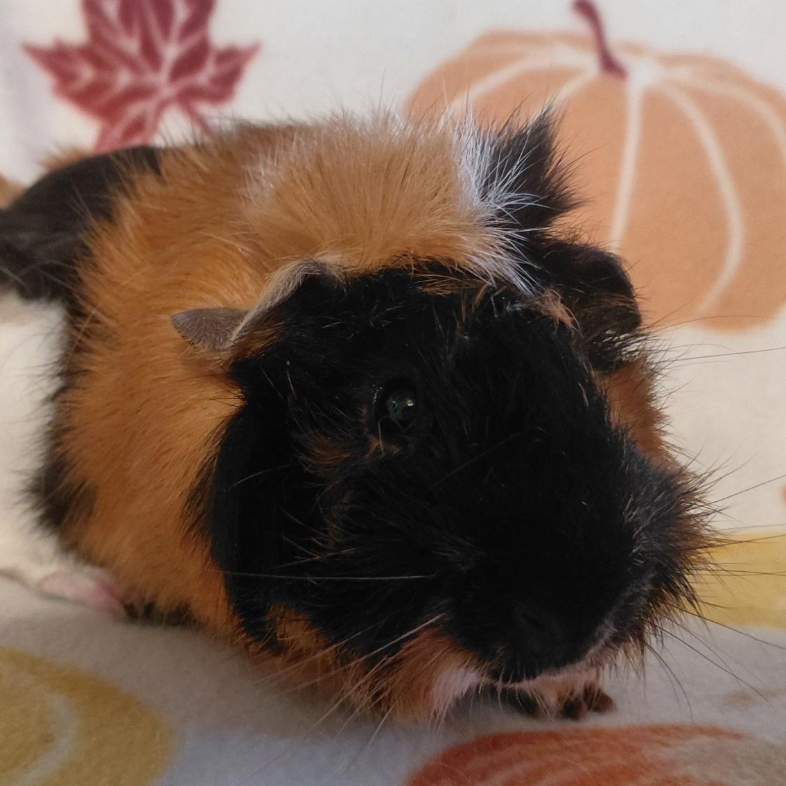 Mark, Adopted, Young Male Guinea Pig.