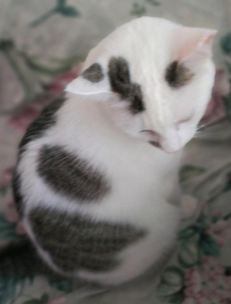 Enlarge Sugar, an adopted mixed breed in Easley, SC image 1/5