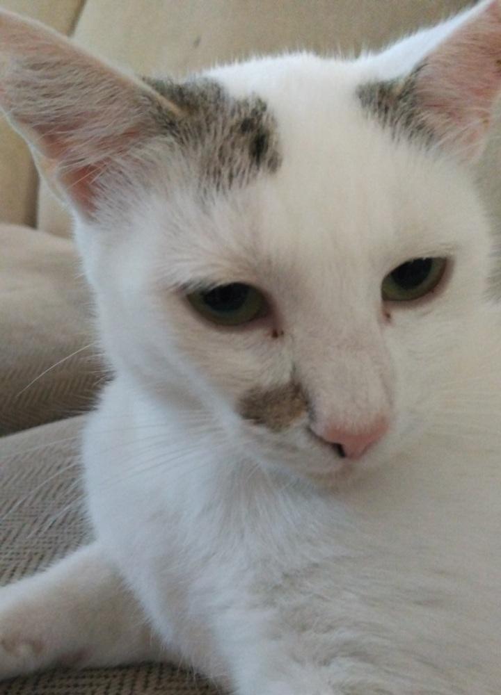 Enlarge Sugar, an adopted mixed breed in Easley, SC image 2/5