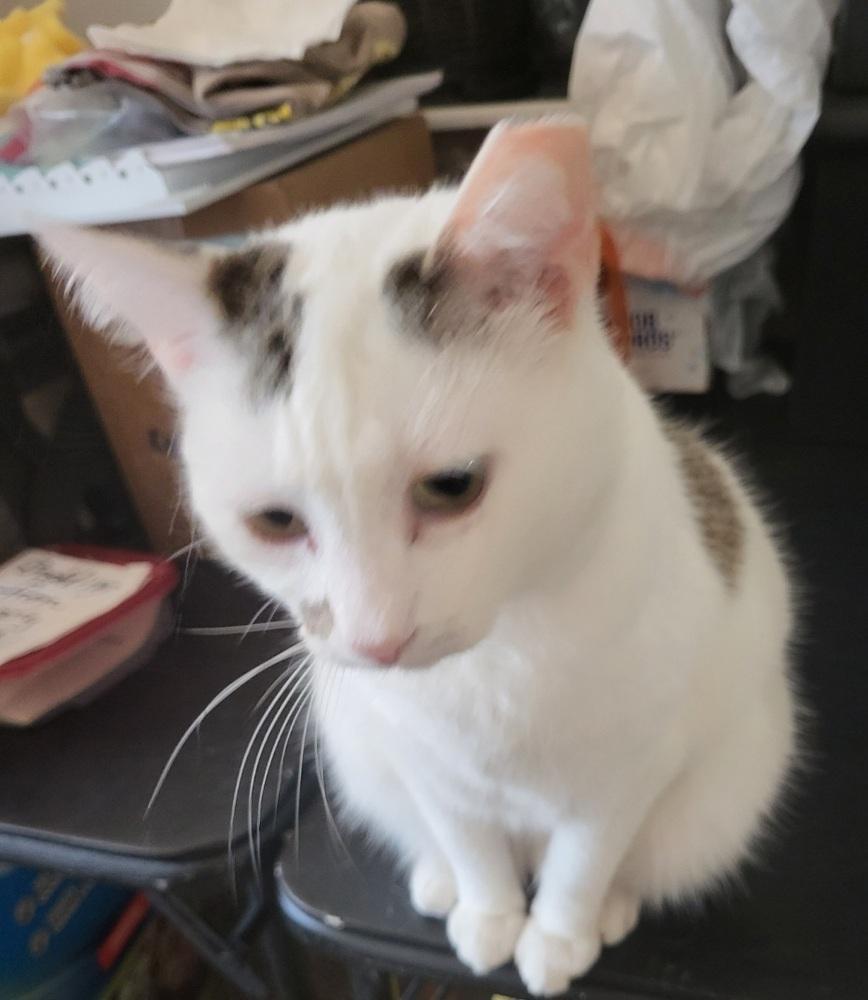 Enlarge Sugar, an adopted mixed breed in Easley, SC image 3/5