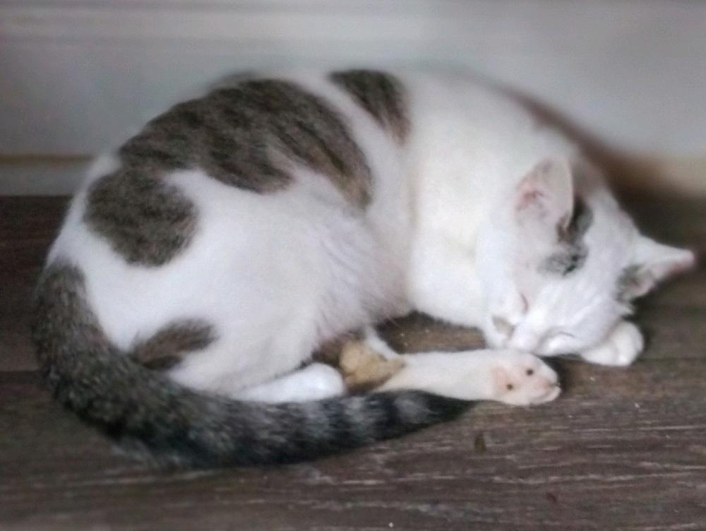 Enlarge Sugar, an adopted mixed breed in Easley, SC image 4/5