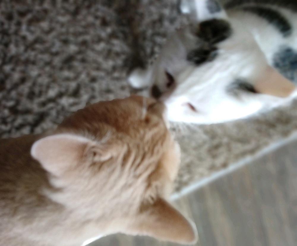 Enlarge Sugar, an adopted mixed breed in Easley, SC image 5/5