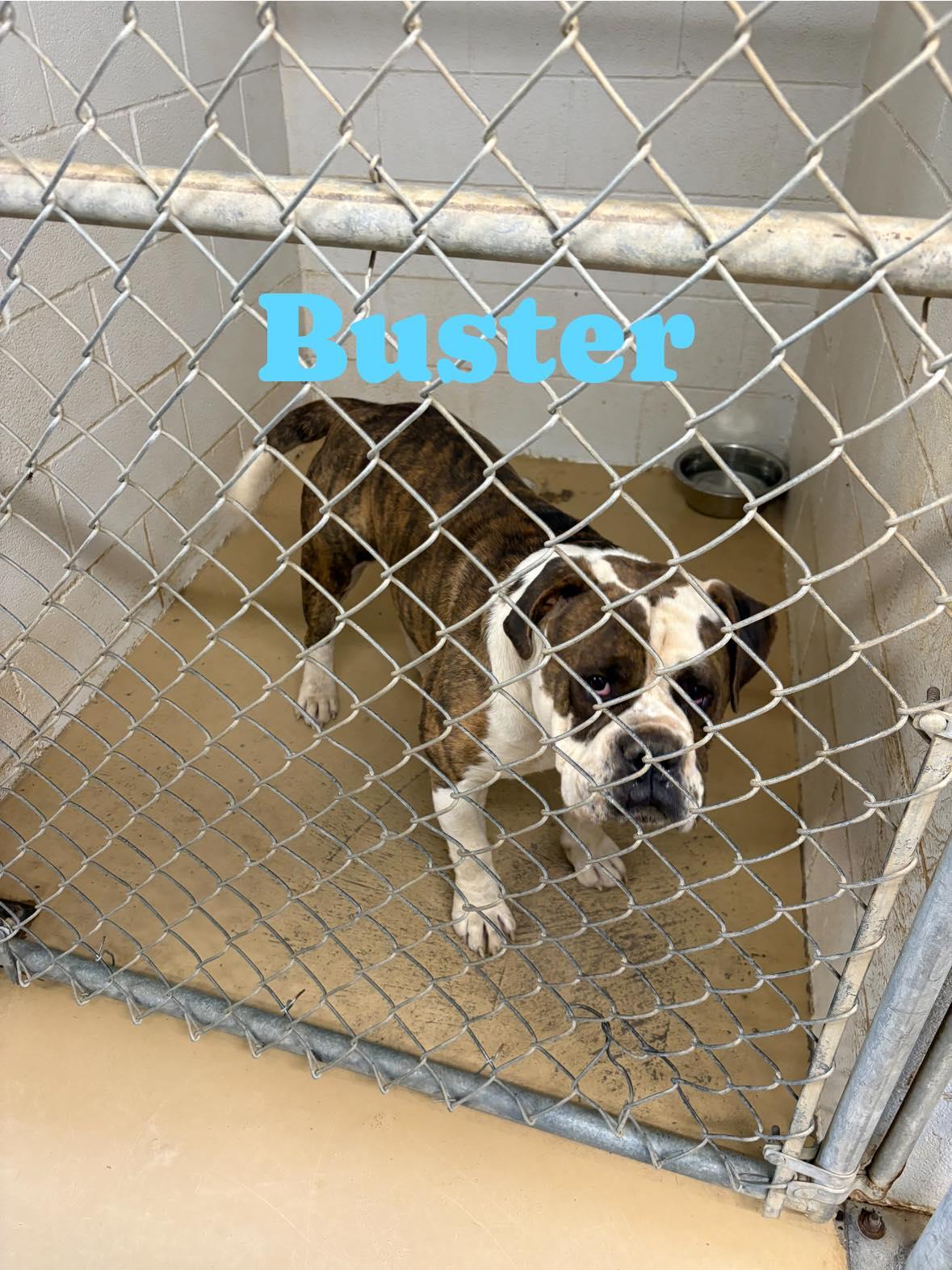 Buster, ADOPTABLE, Adult Male American Bulldog.