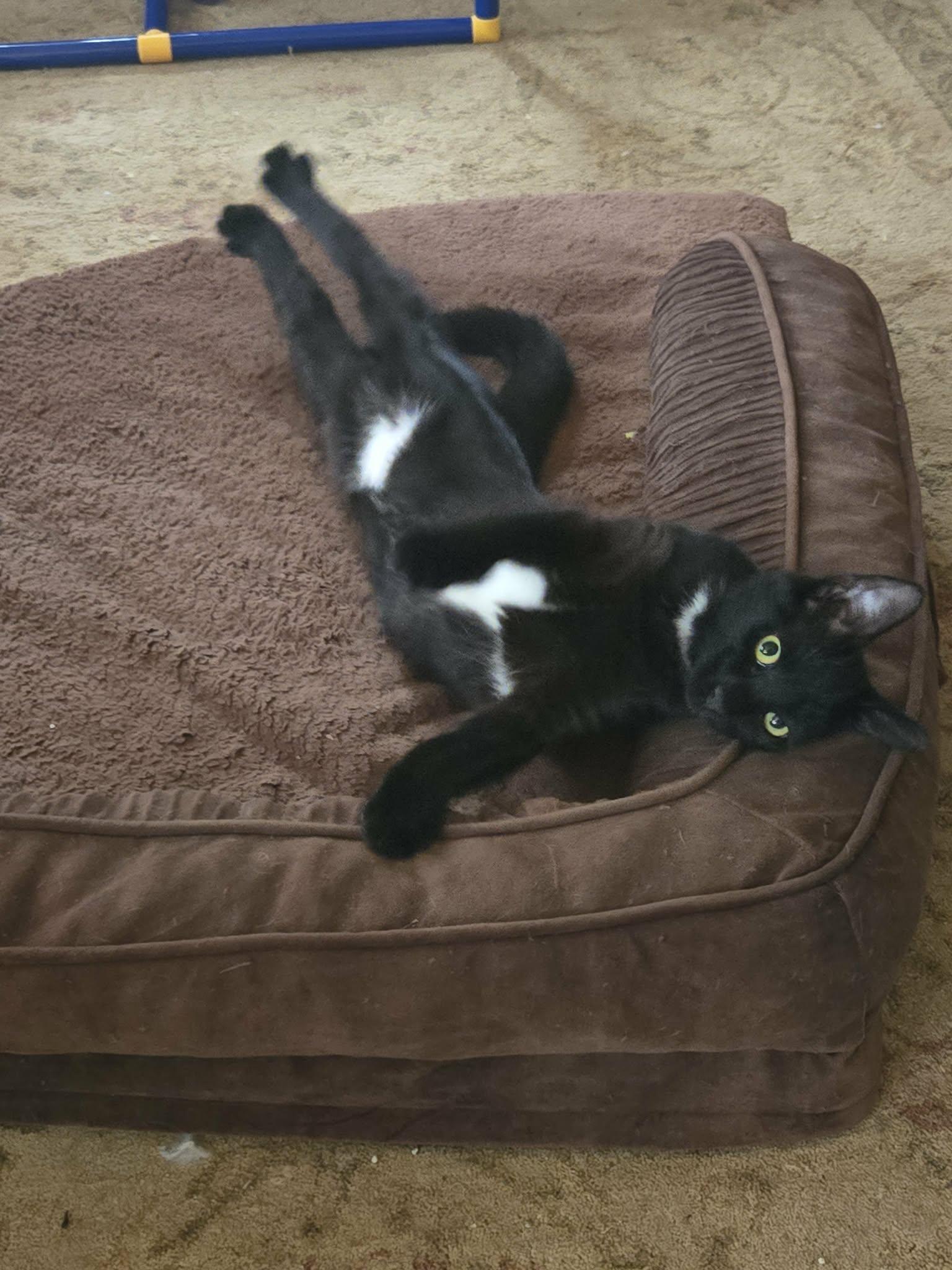 Poe, Adoptable, Young Female Domestic Short Hair.