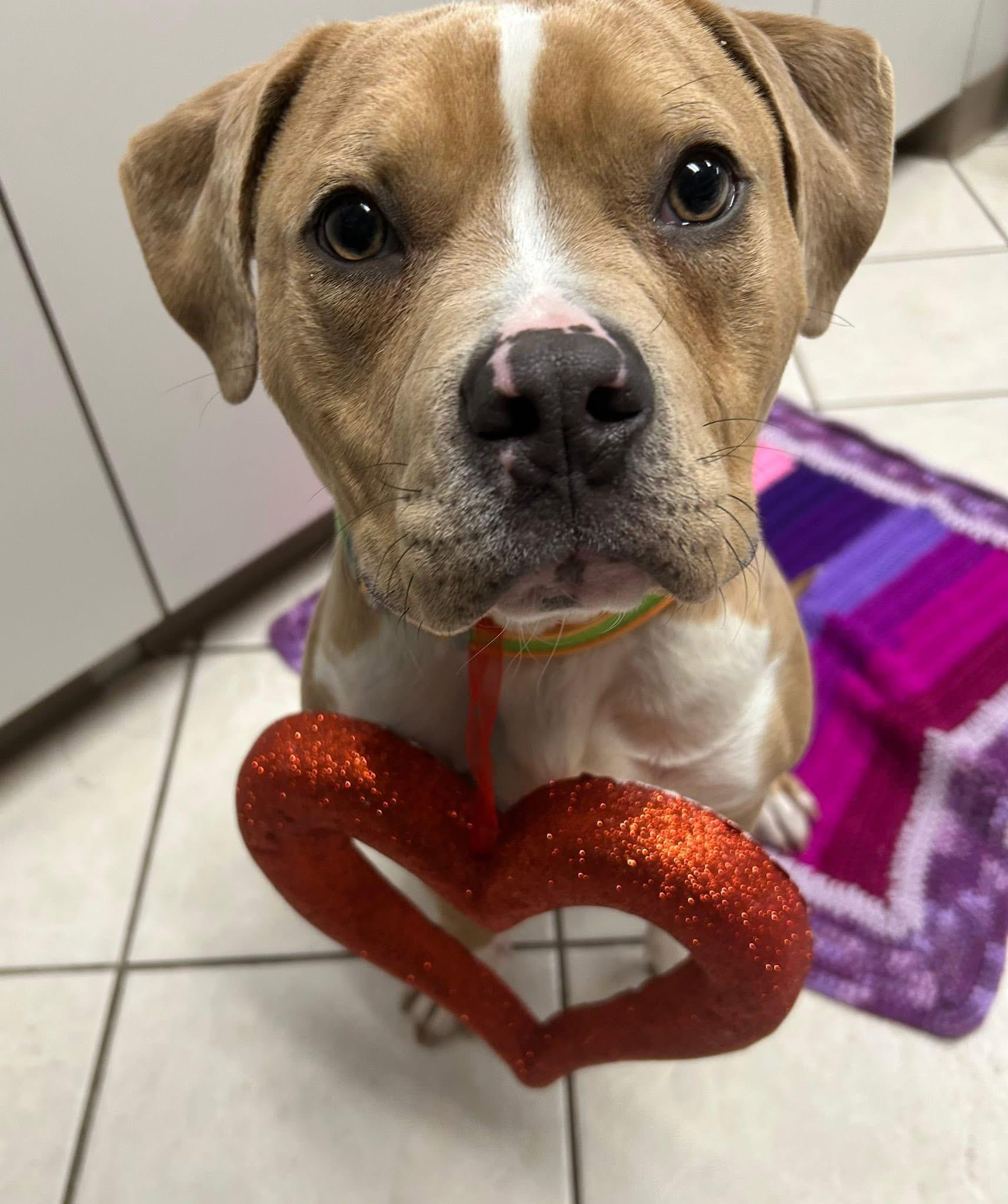 Tucker, an adoptable mixed breed in INDIANAPOLIS, IN image 5/6