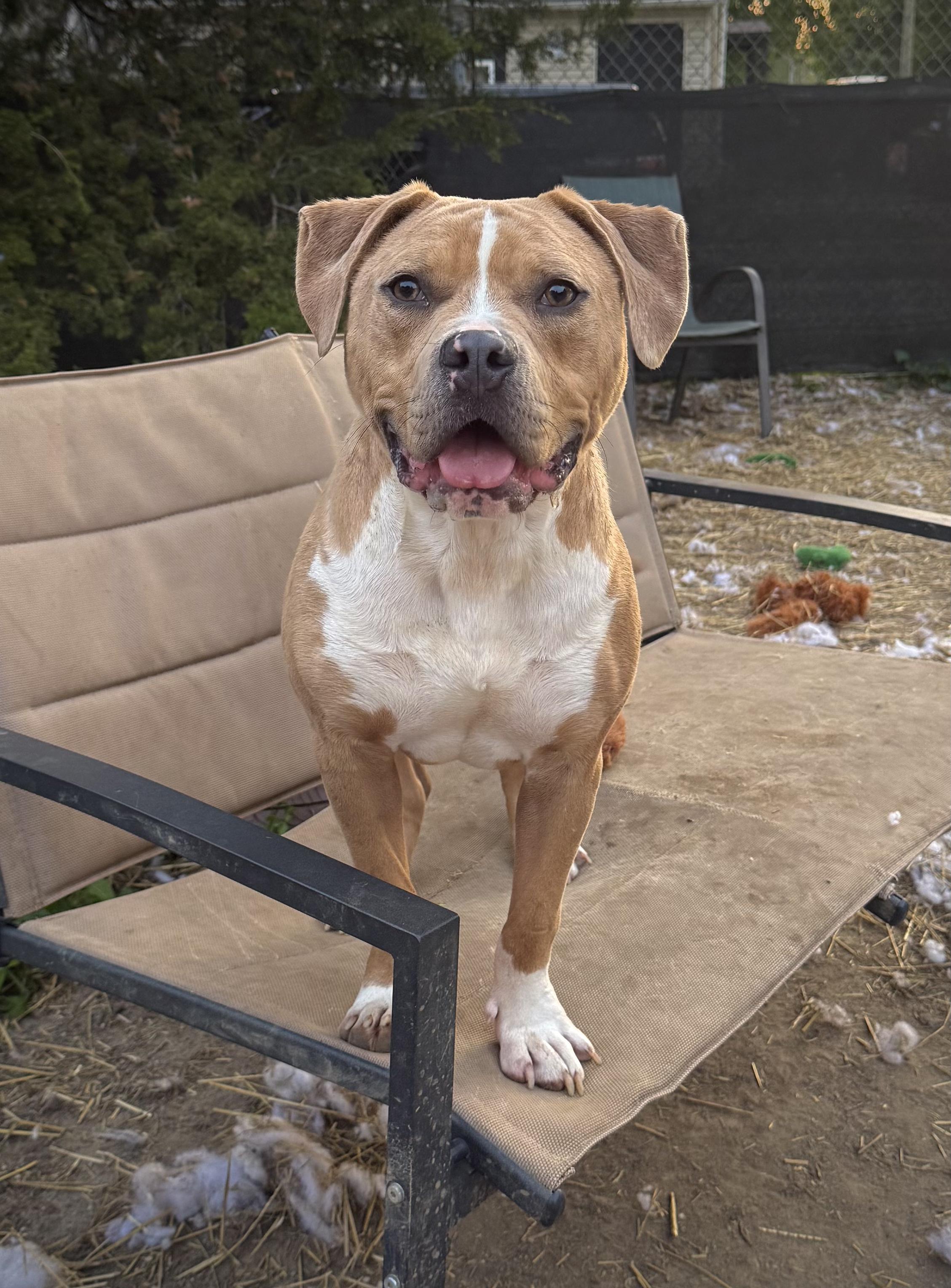 Tucker, an adoptable mixed breed in INDIANAPOLIS, IN image 2/6