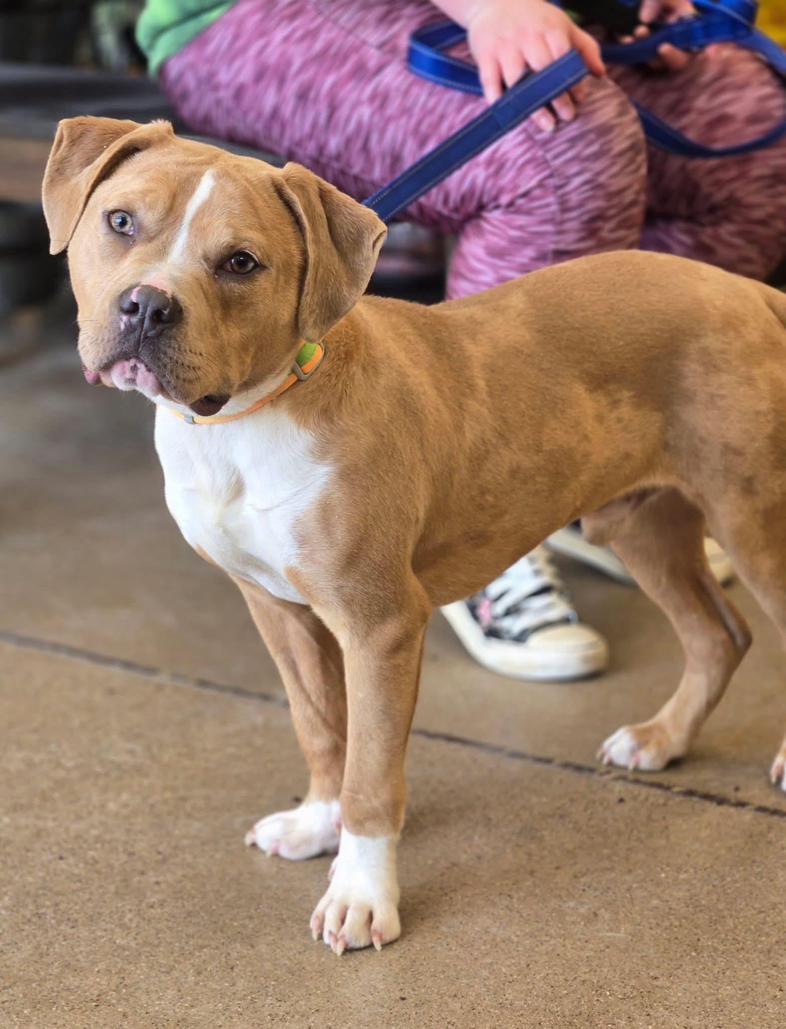 Tucker, an adoptable mixed breed in INDIANAPOLIS, IN image 3/6