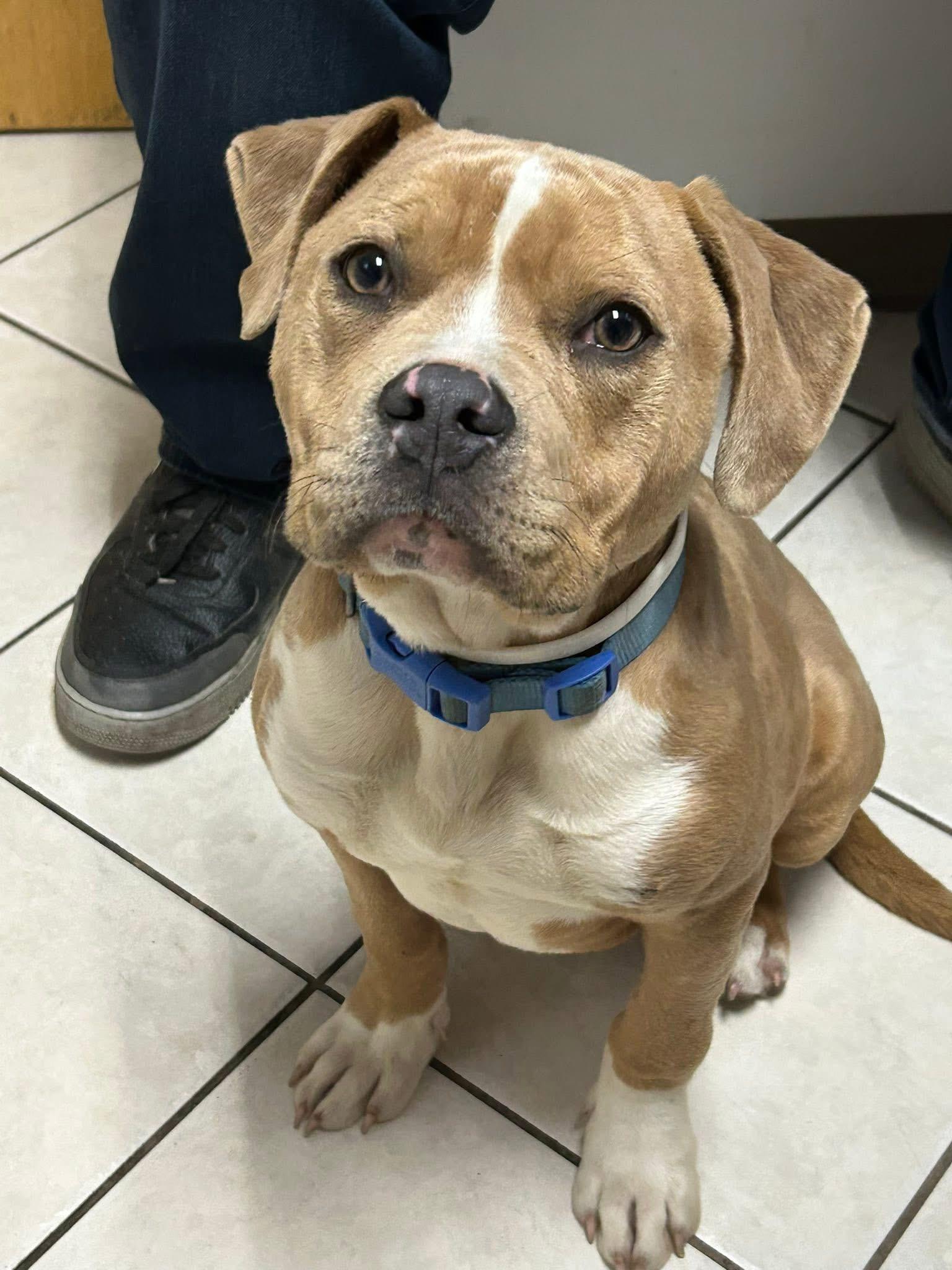Tucker, an adoptable mixed breed in INDIANAPOLIS, IN image 4/6