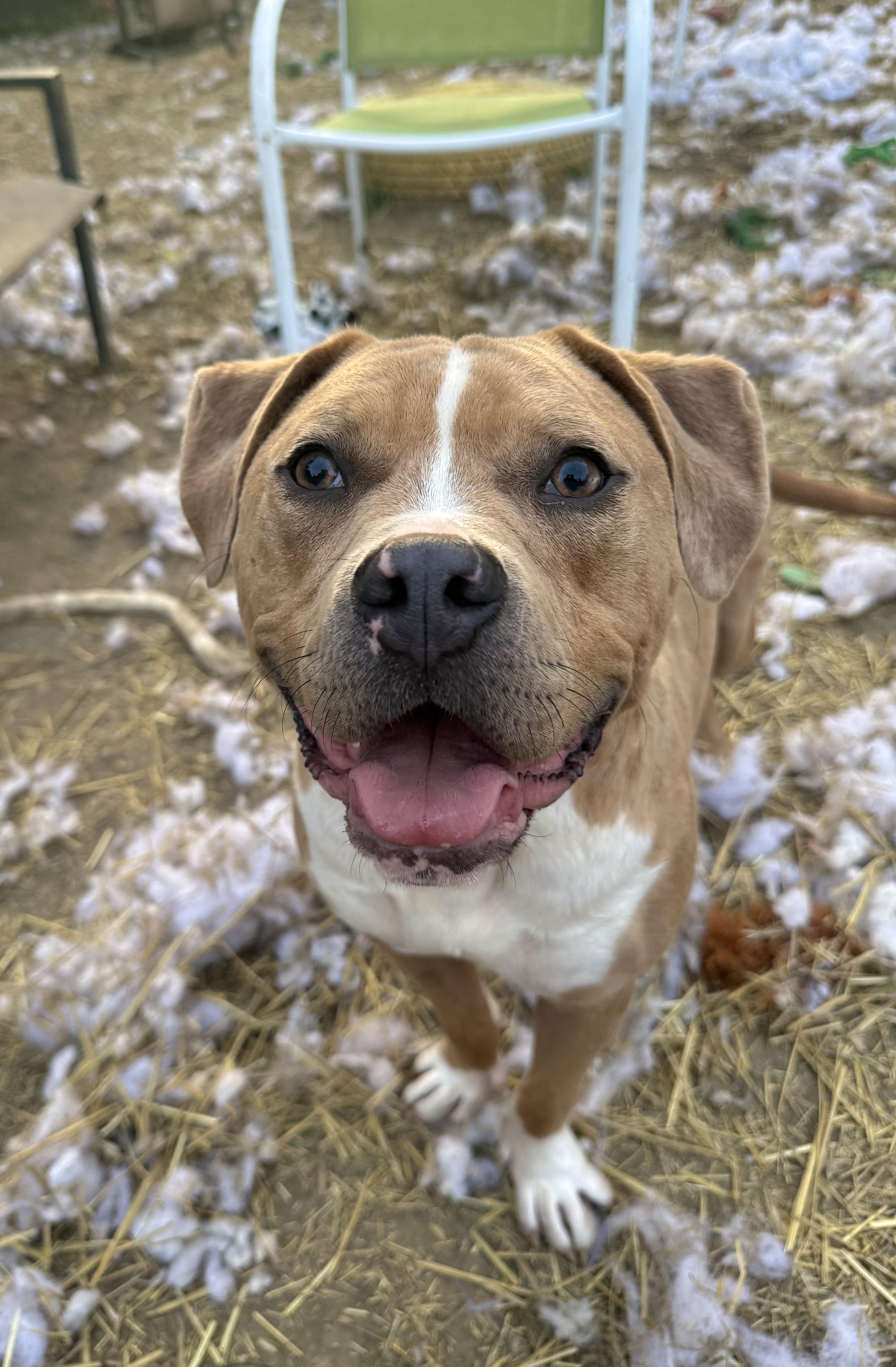 Tucker, adoptable, Young Male Bulldog & Beagle.