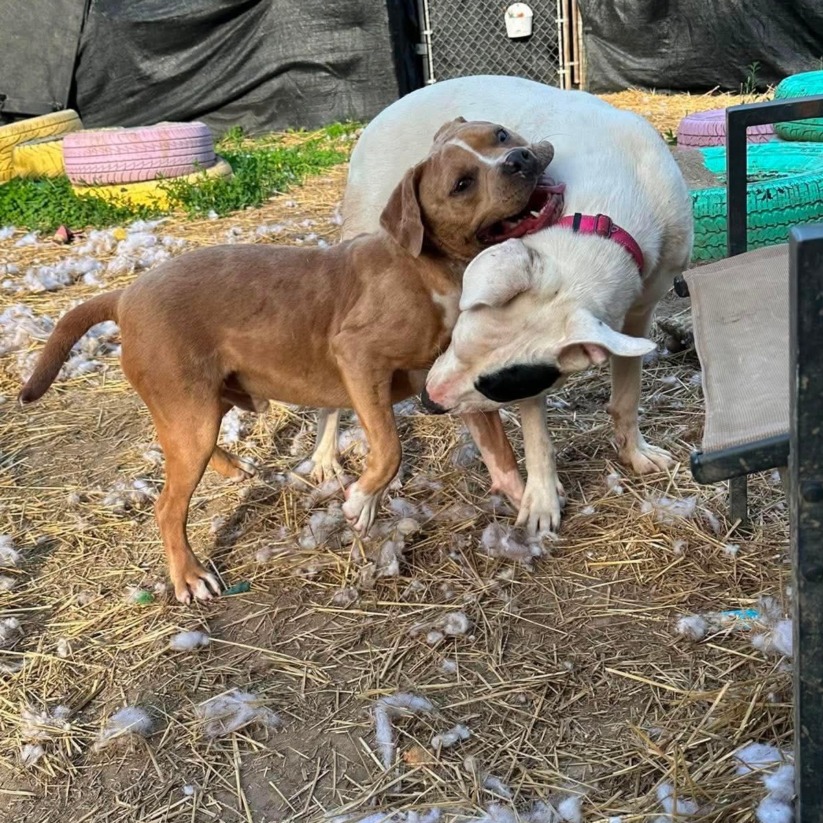 Tucker, an adoptable mixed breed in INDIANAPOLIS, IN image 6/6