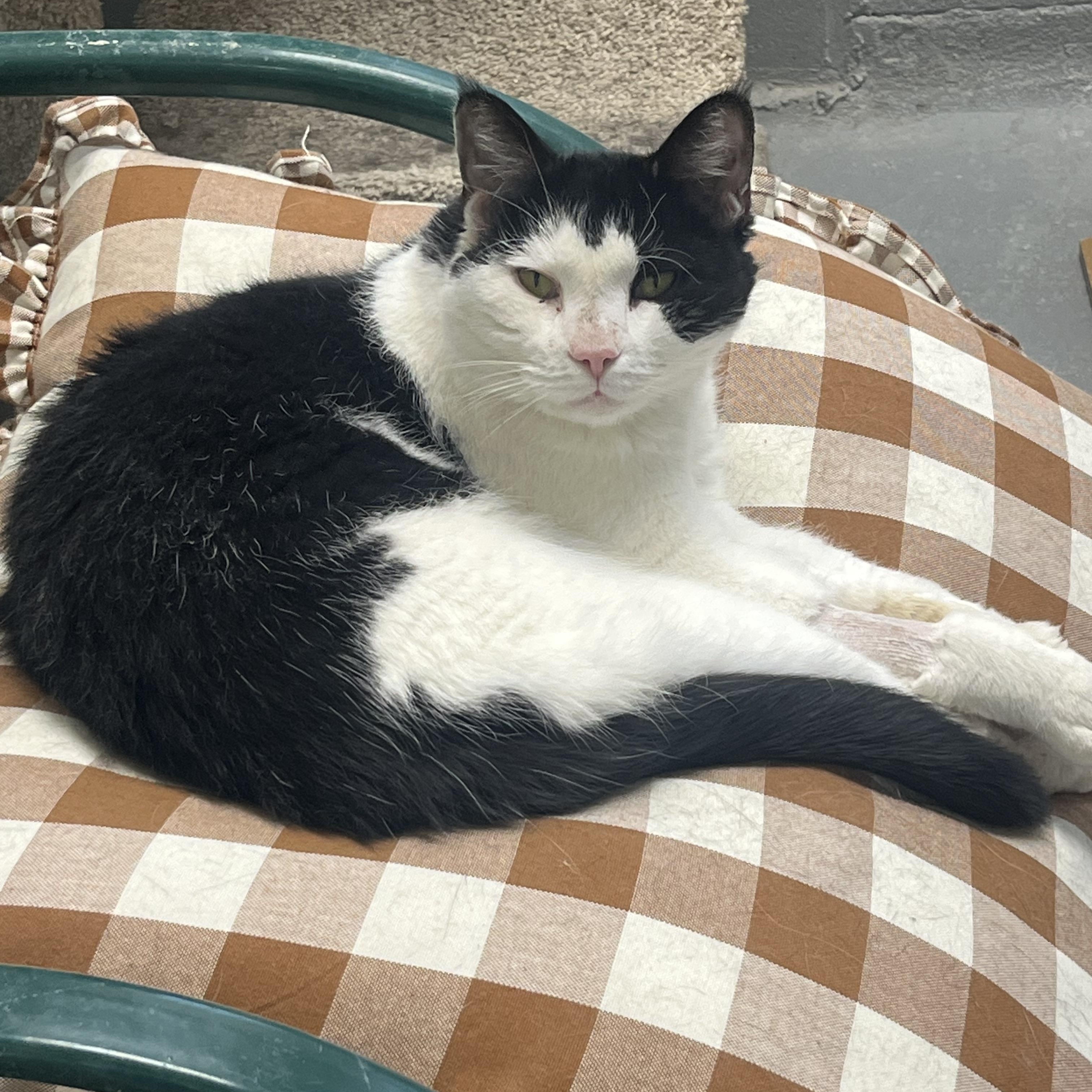 Sashi, ADOPTABLE, Senior Male Domestic Short Hair.