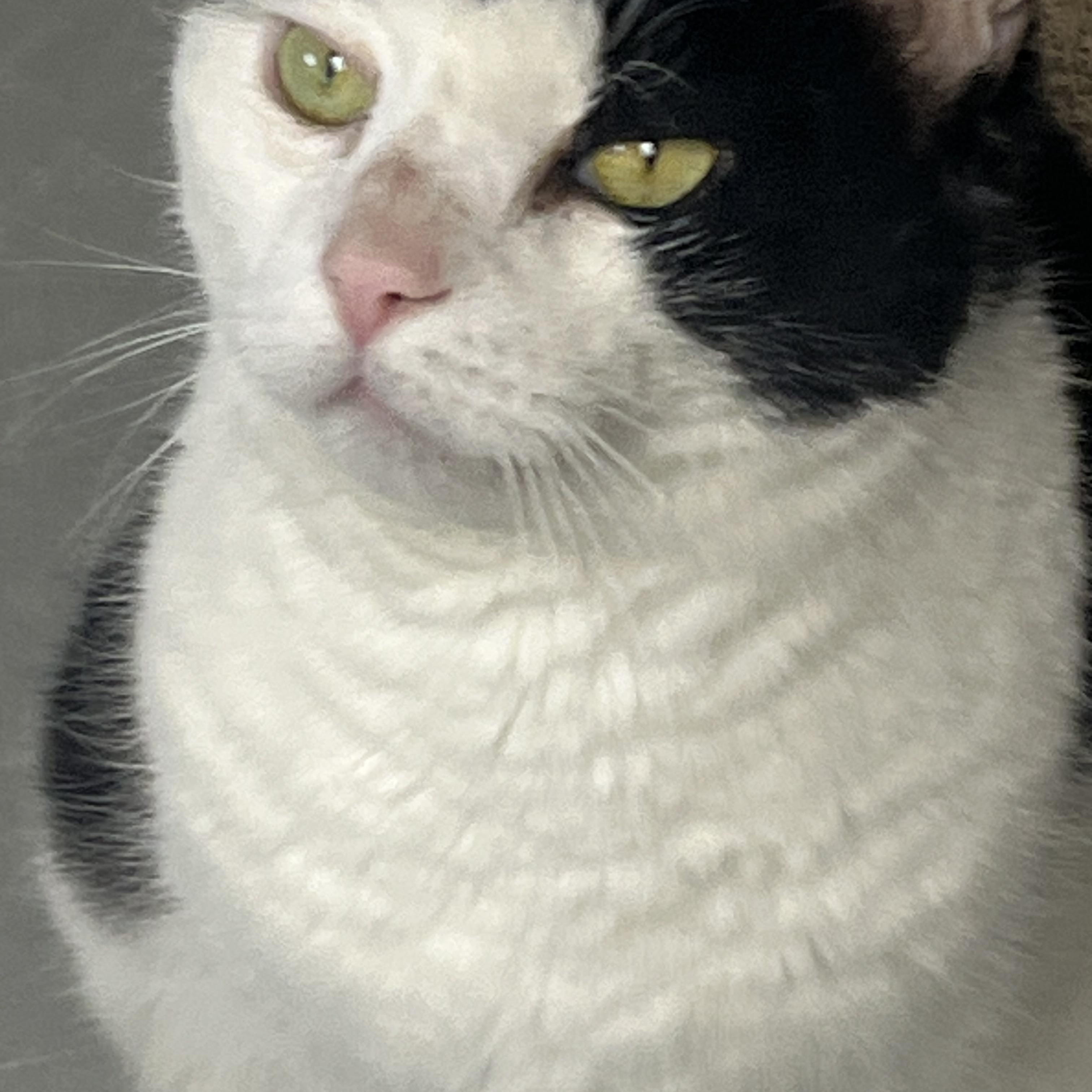 Enlarge Sashi, an adopted mixed breed in Mendham, NJ image 4/4