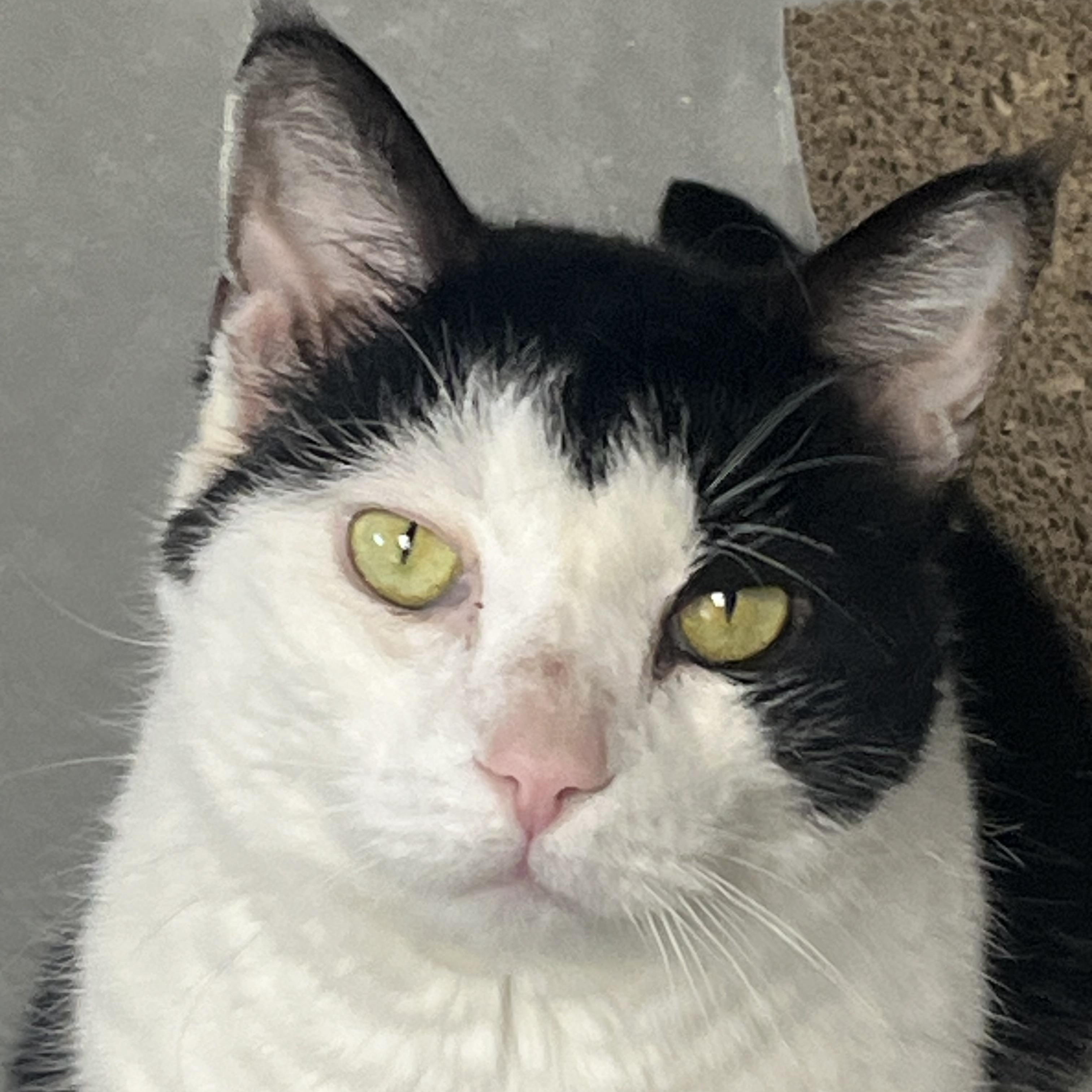 Enlarge Sashi, an adopted mixed breed in Mendham, NJ image 3/4