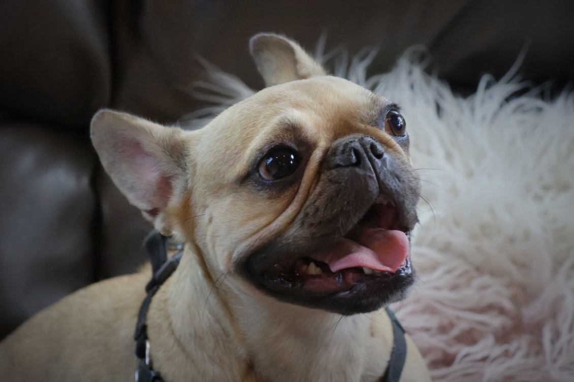 Enlarge Latte, a Adoptable French Bulldog in Lake Worth, FL image 2/6