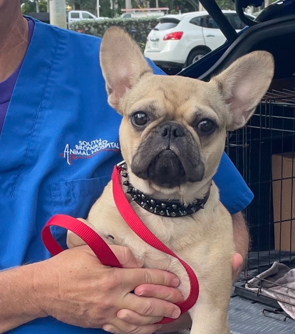 Latte, Adoptable, Young Female French Bulldog.