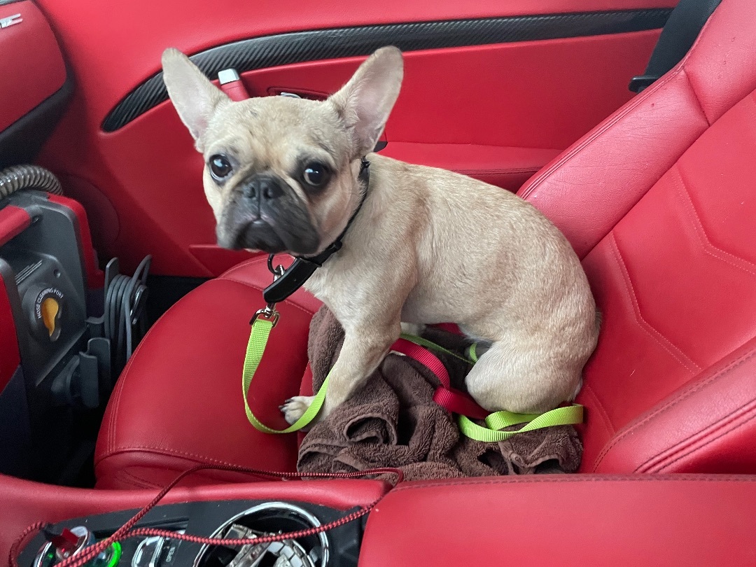 Enlarge Latte, a Adoptable French Bulldog in Lake Worth, FL image 5/6