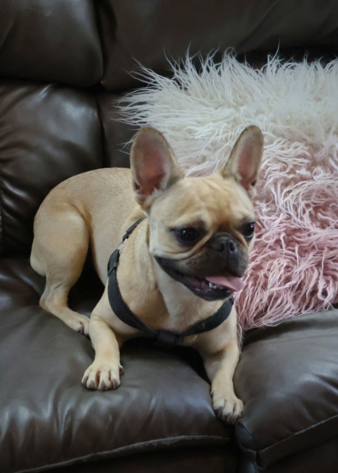 Enlarge Latte, a Adoptable French Bulldog in Lake Worth, FL image 3/6