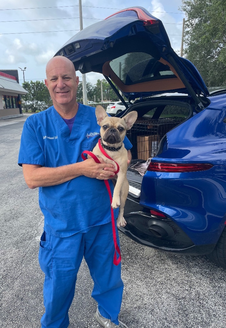 Enlarge Latte, a Adoptable French Bulldog in Lake Worth, FL image 6/6