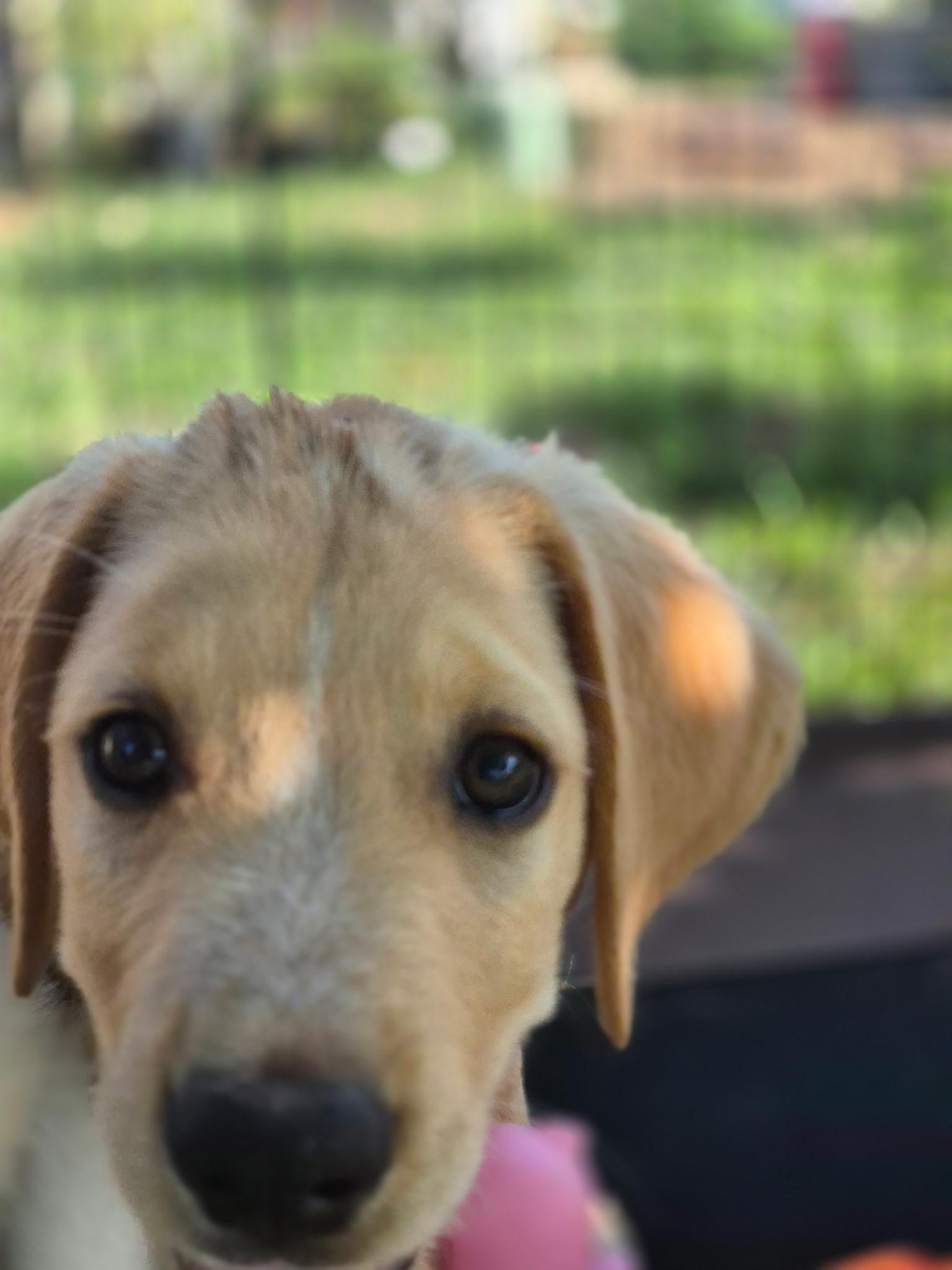 Elio, Young Male Yellow Labrador Retriever
