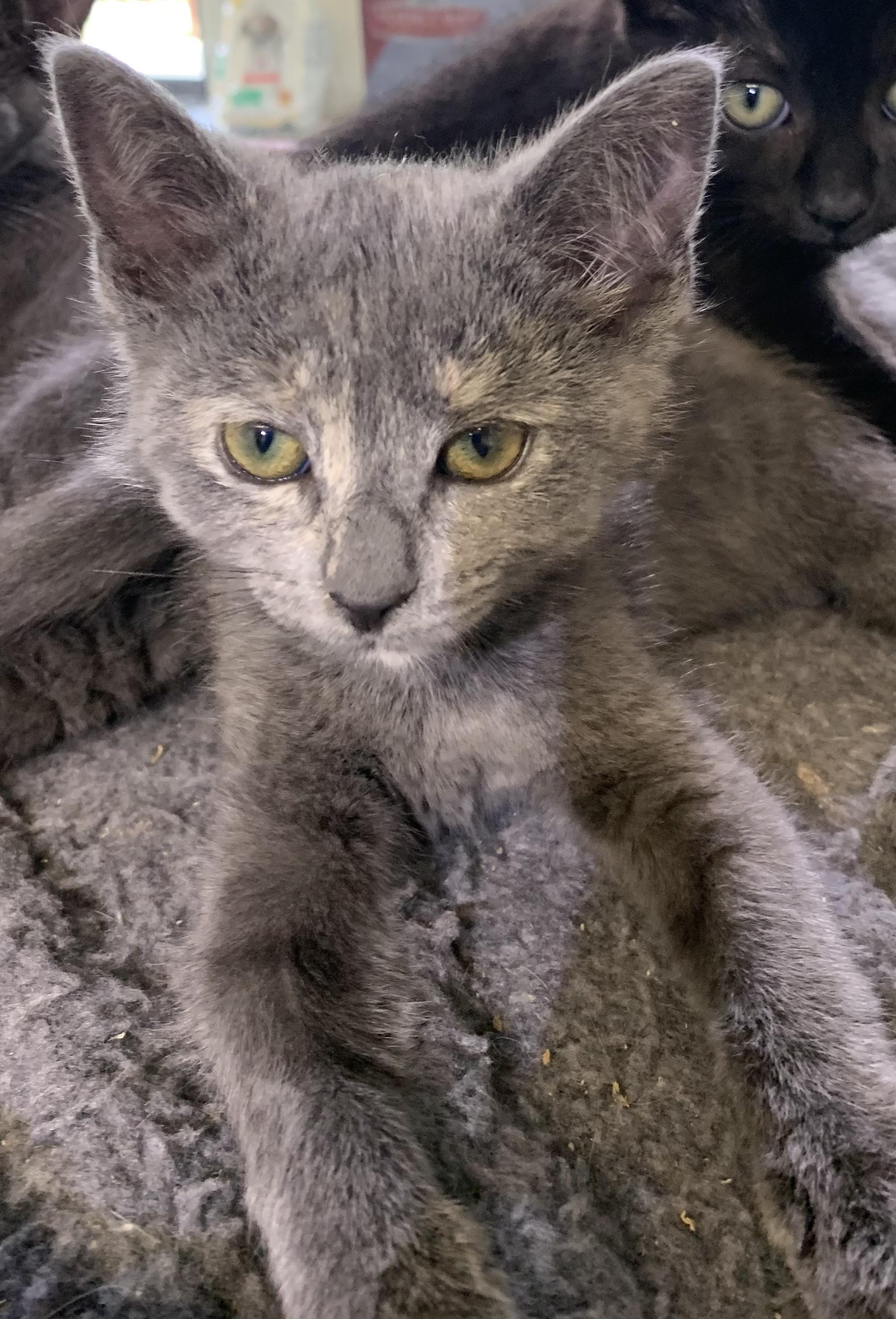Stormy, ADOPTABLE, Kitten Female Domestic Short Hair.