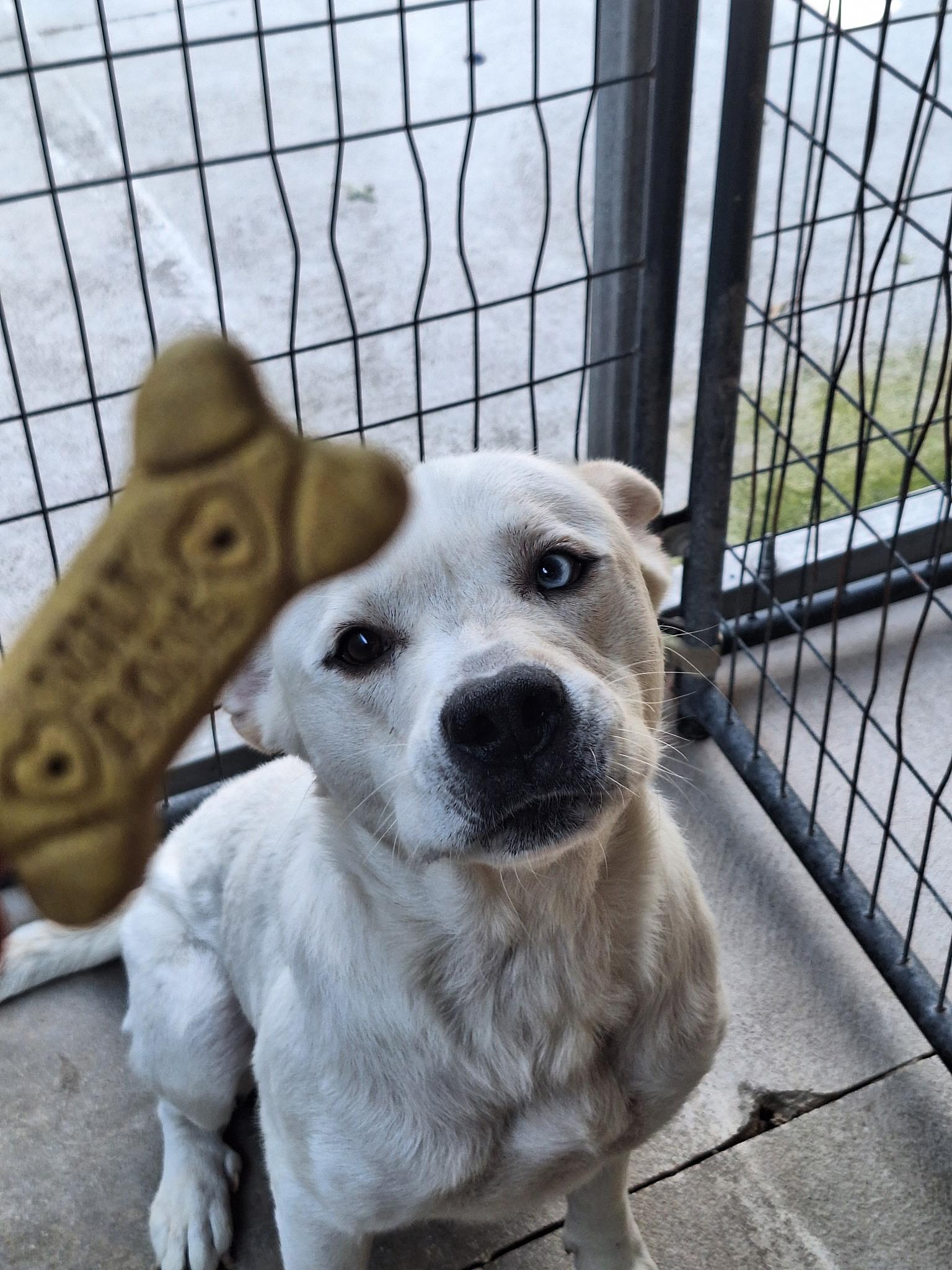 Bolt