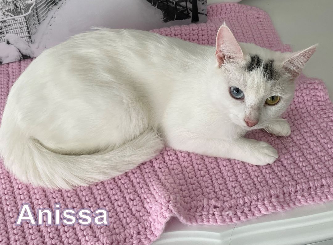 Anissa, Adopted, Young Female Turkish Van.