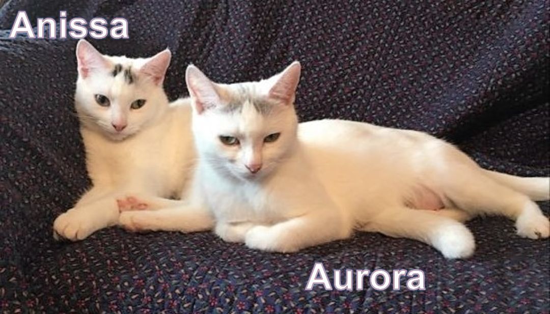 Enlarge Anissa, a Adopted Turkish Van in Markdale, ON image 2/4