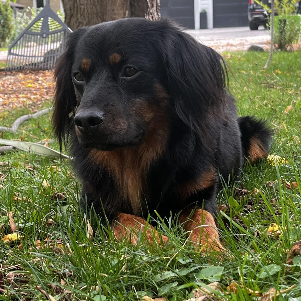 Andre D71187, Adoptable, Adult Male Australian Shepherd & Mixed Breed.