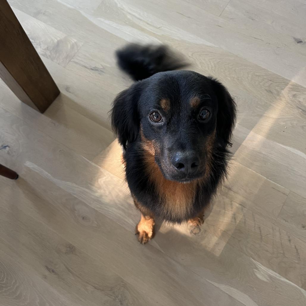 Enlarge Andre D71187, a Adoptable mixed breed in Minnetonka, MN image 2/6