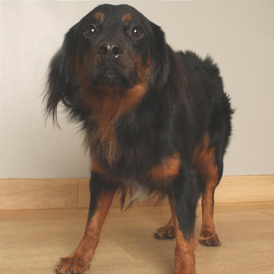 Enlarge Andre D71187, a Adoptable mixed breed in Minnetonka, MN image 3/6