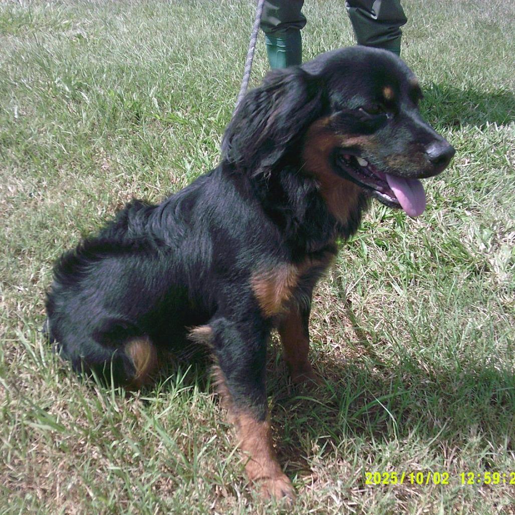 Enlarge Andre D71187, a Adoptable mixed breed in Minnetonka, MN image 5/6