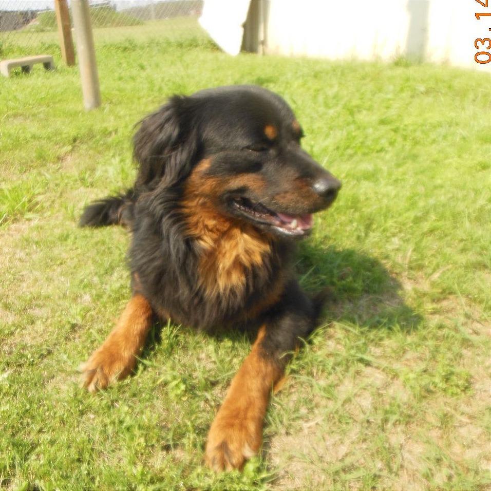 Enlarge Andre D71187, a Adoptable mixed breed in Minnetonka, MN image 6/6