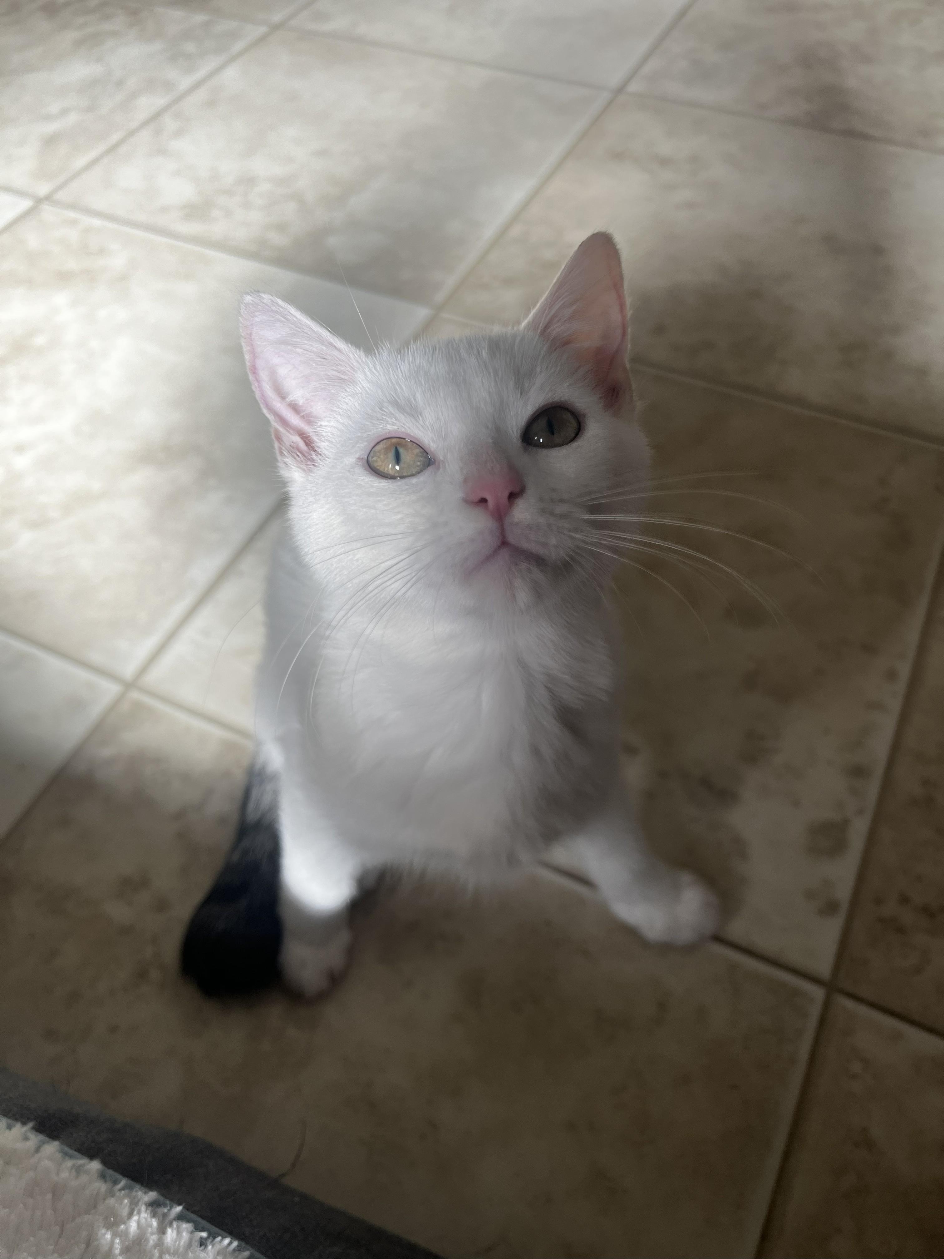 Bria, a Adoptable Domestic Short Hair in Malden, MA image 2/4