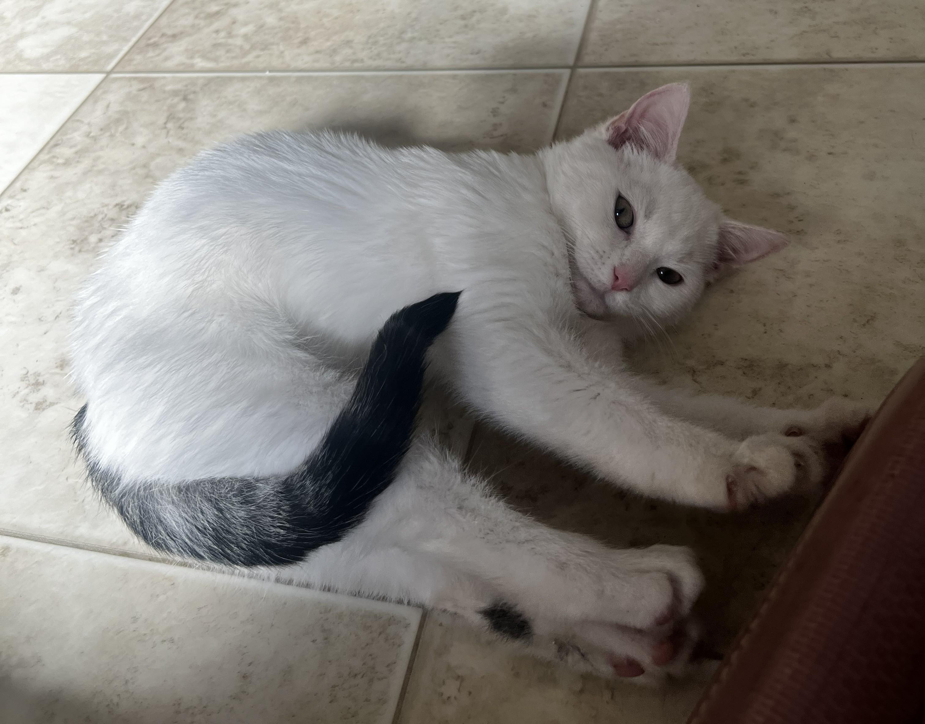 Bria, Adoptable, Kitten Female Domestic Short Hair.