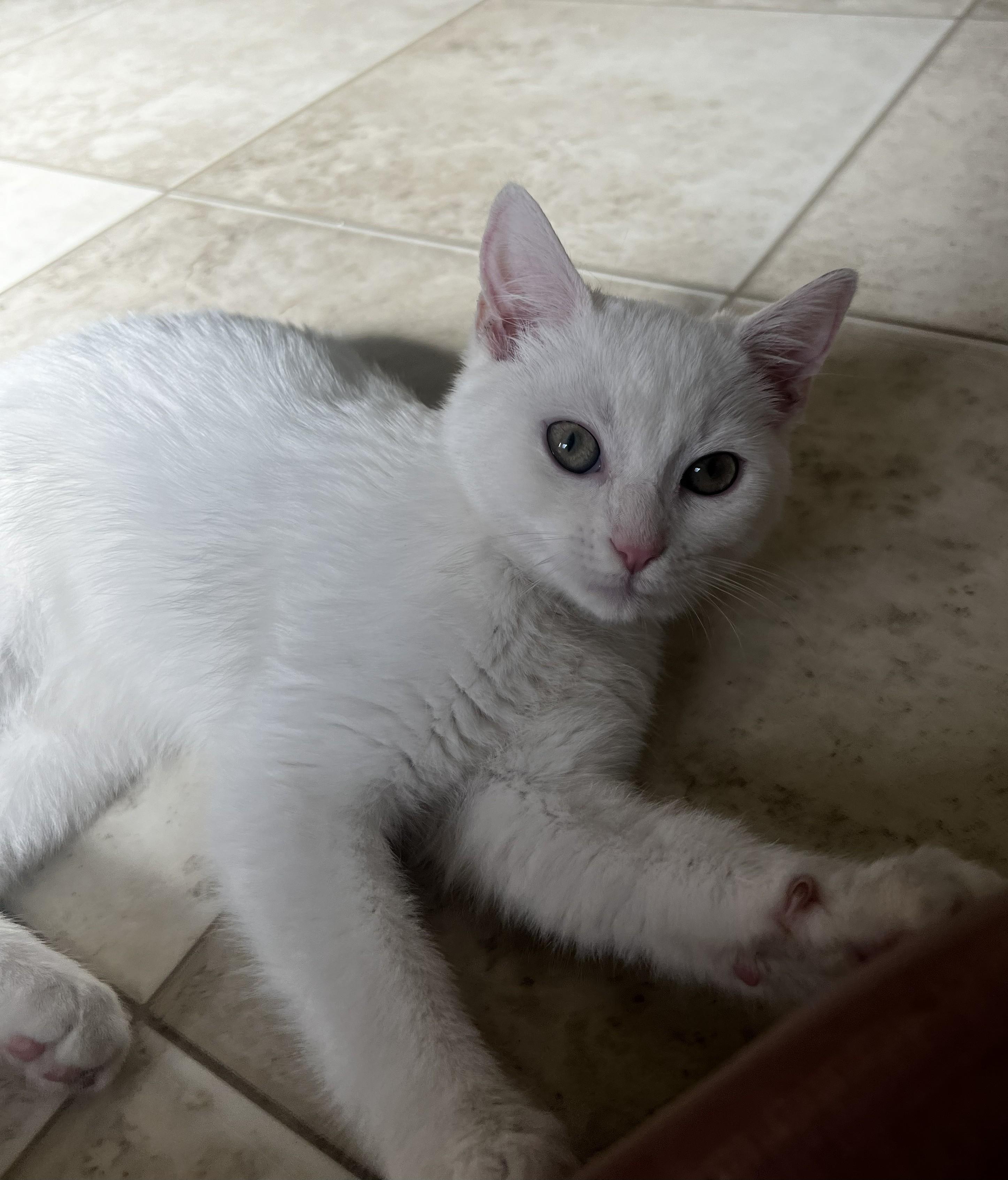 Bria, a Adoptable Domestic Short Hair in Malden, MA image 3/4