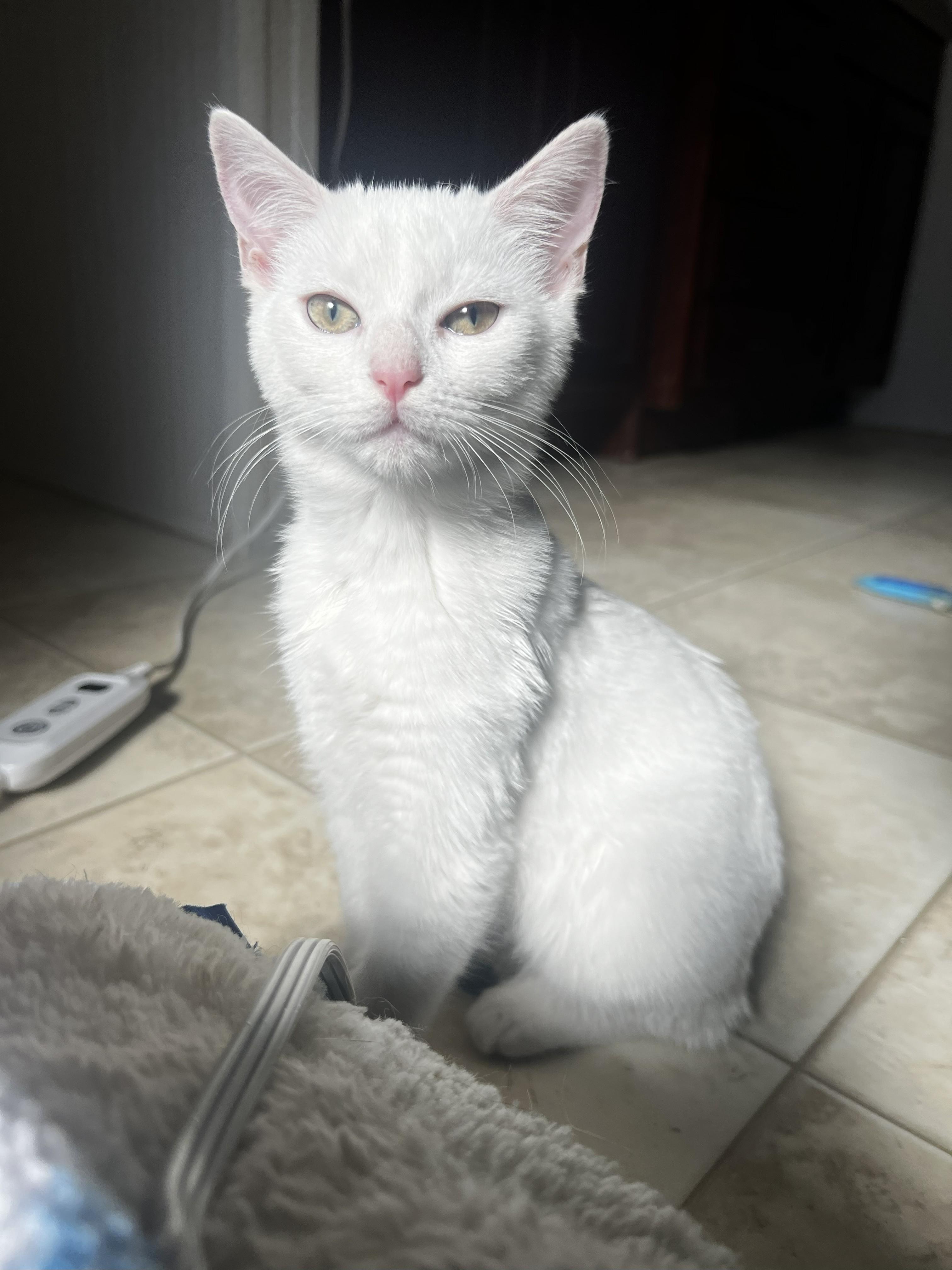 Bria, a Adoptable Domestic Short Hair in Malden, MA image 4/4