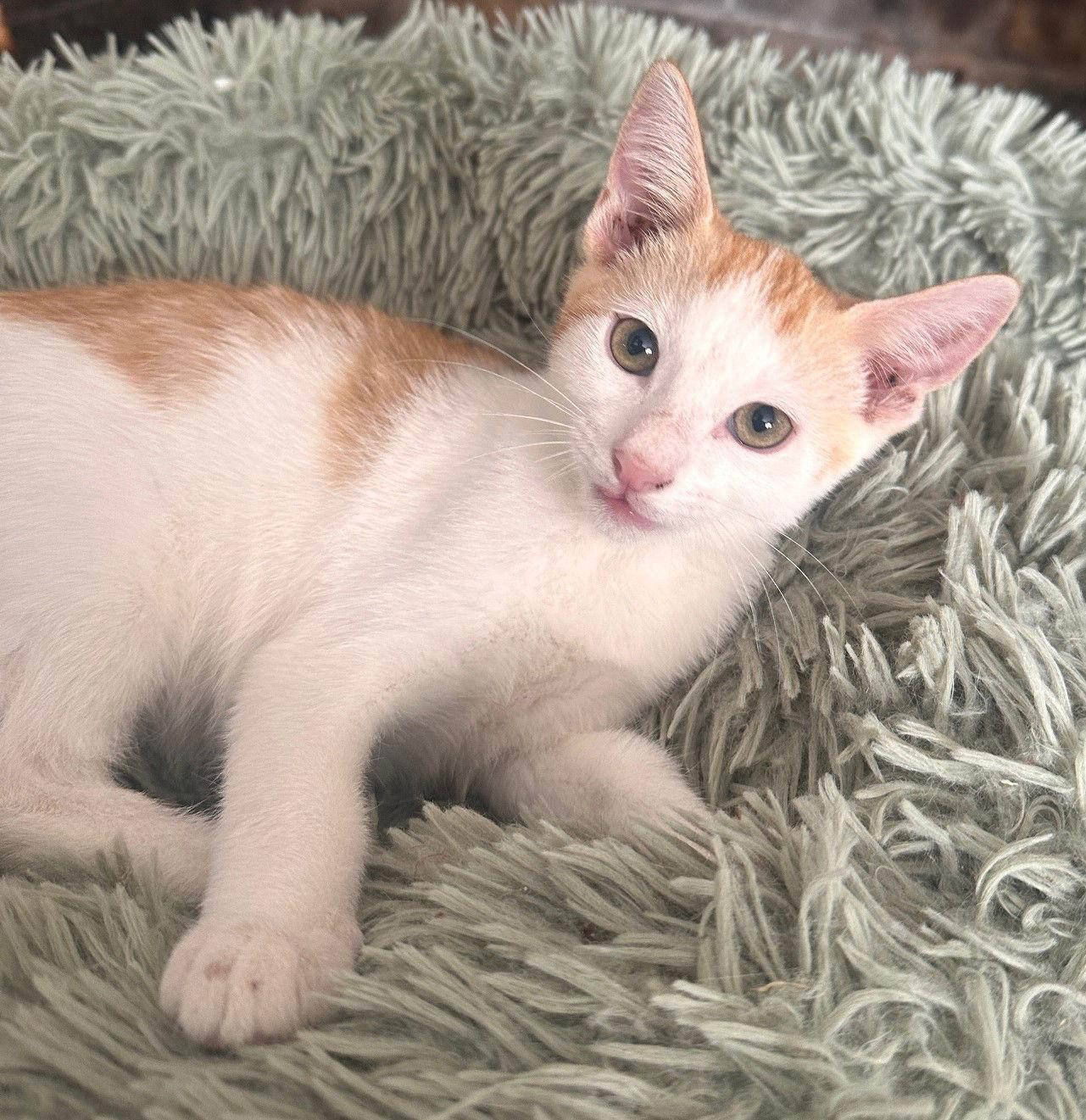 Dr. Seuss: Grinchy thumbnail 4