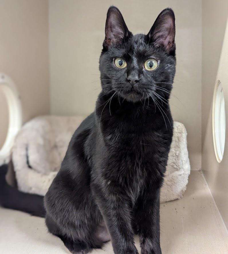 Enlarge Wasabi, a ADOPTABLE Domestic Short Hair in Monroe, MI image 2/2