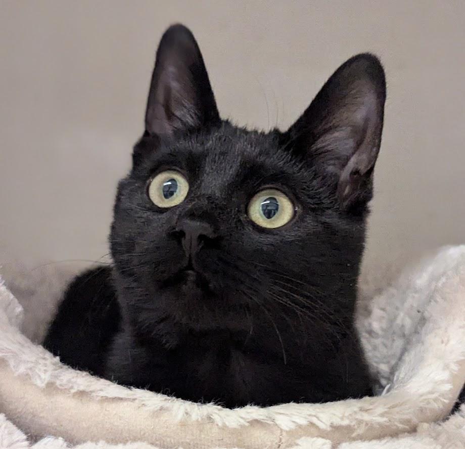 Enlarge Wasabi, a ADOPTABLE Domestic Short Hair in Monroe, MI image 1/2