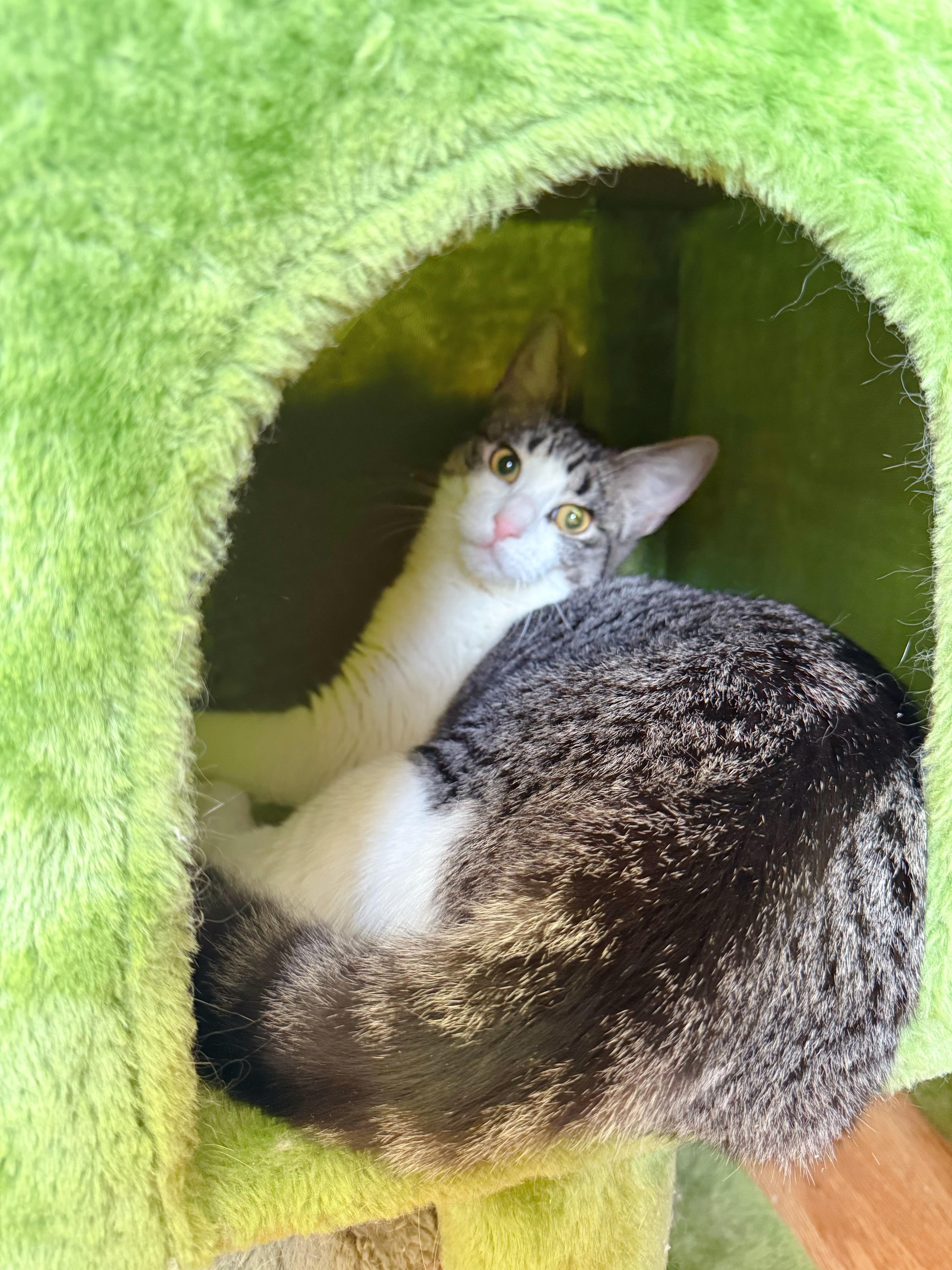 Enlarge Lady Tiger, a ADOPTABLE mixed breed in Flushing, NY image 5/6